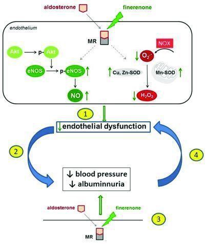 finerenone001 finerenone001